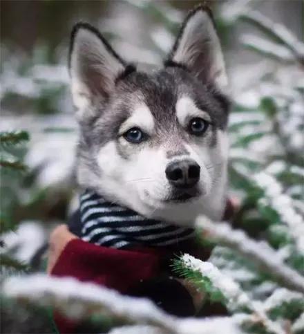 哈士奇柴犬情侣头像图片