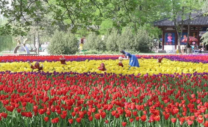 图源西安市兴庆宫公园