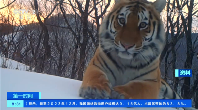这里虎出没|吉林省|东北虎|野生动物_新浪新闻