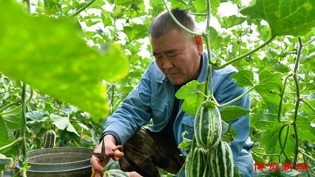 甜瓜喜丰收 香飘致富路__财经头条