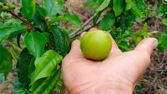 美好生活在云南|玉溪元江三月李成熟,错峰上市价格俏|玉溪市|云南省