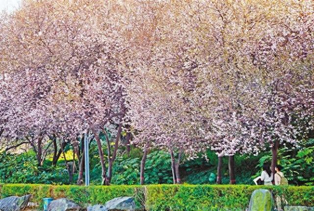 2024清明假期踏青赏花游热度同比增长超7倍
