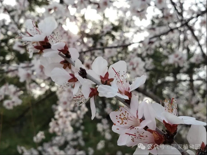 ▲长花柱型，花柱明显长于雄蕊