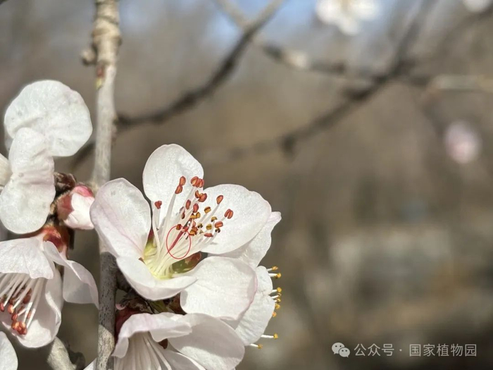 ▲ 短花柱型，花柱明显短于雄蕊