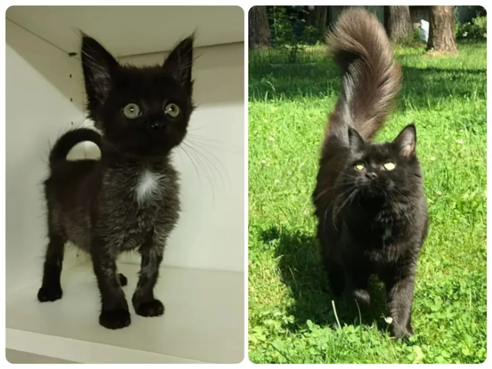 捡了只脱水小猫回家才半年就变这么大