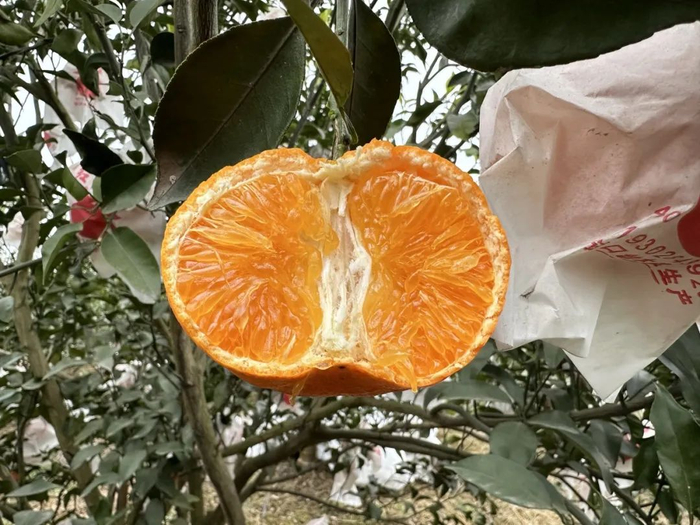 超甜!细嫩化渣,脆嫩香甜的​耙耙柑__财经头条