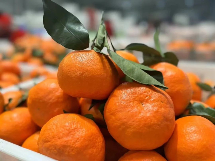 超甜!细嫩化渣,脆嫩香甜的​耙耙柑__财经头条