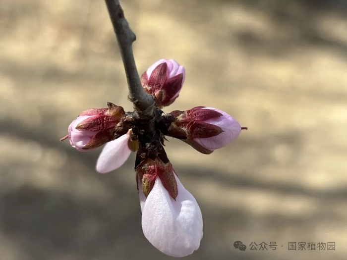 ▲有些山桃花蕾期柱头探出花冠外，花药位于柱头下方促进异花授粉