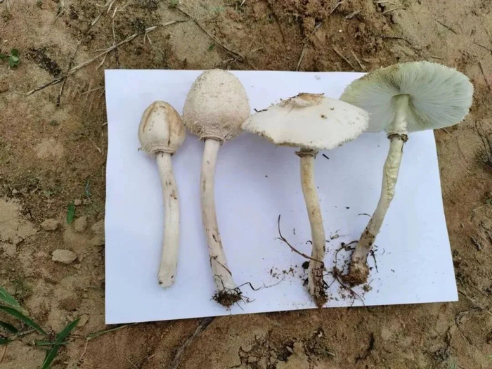 常生长在草坪,菜地,垃圾堆旁等,是引起中毒人数最多的毒蘑菇种类之一