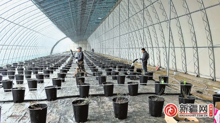 3月23日，在板房沟镇八家户村蓝莓种植大棚，村民正在给蓝莓树苗浇水。（全媒体记者郭军鸽摄）