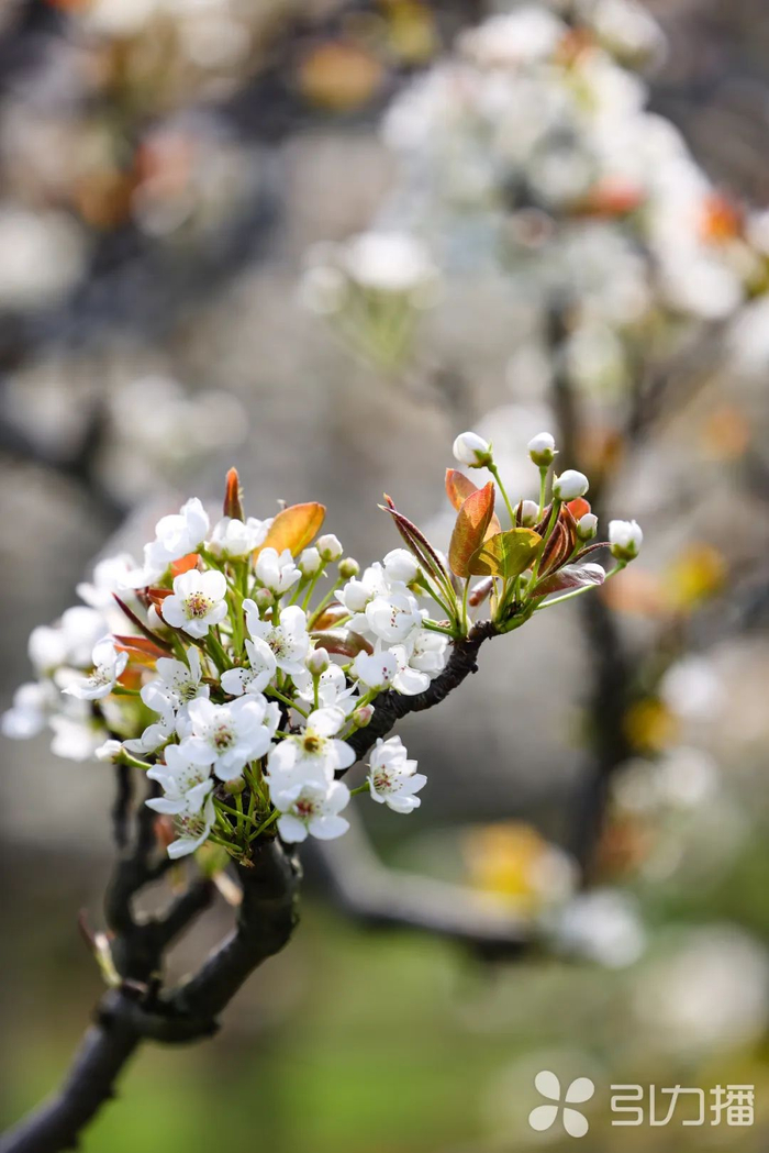 苏州市|梨花|樱花_新浪新闻