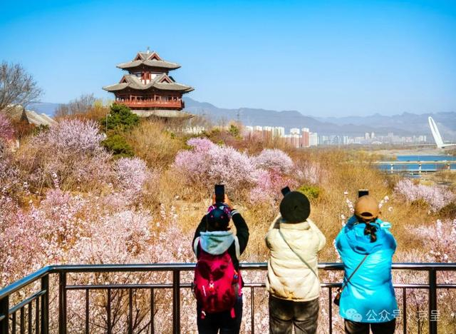 京城拍客|赏花时|北京市|赏花时_新浪新闻
