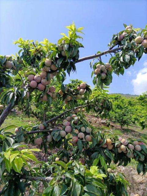 美好生活在云南|玉溪元江三月李成熟,错峰上市价格俏|玉溪市|云南省