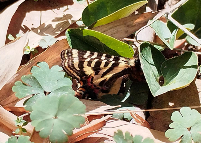 金陵商会党支部开展保护中华虎凤蝶行动