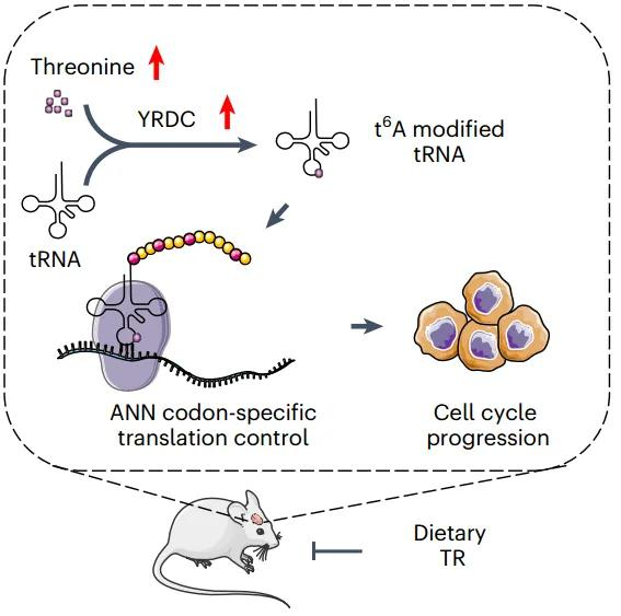 natcancer中山大学张弩等团队合作揭示苏氨酸代谢驱动肿瘤异常trna