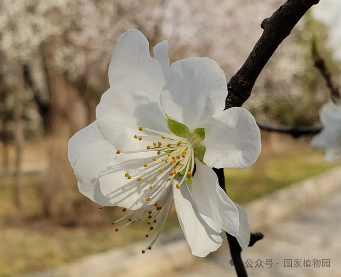 ▲‘白花’山桃， 雌蕊及萼片均为绿色