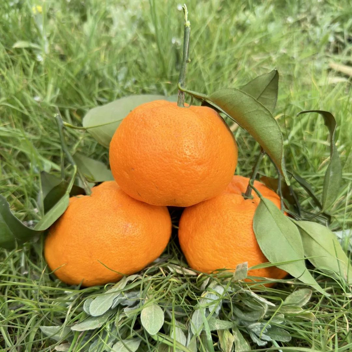 超甜!细嫩化渣,脆嫩香甜的​耙耙柑__财经头条