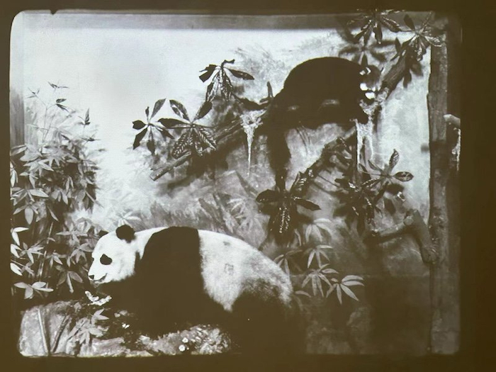 历史上的亚洲文会大楼图片，在外滩美术馆3楼以幻灯片的形式播放。