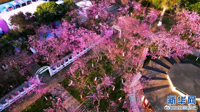 昆明市圆通山樱花迎来最佳观赏期