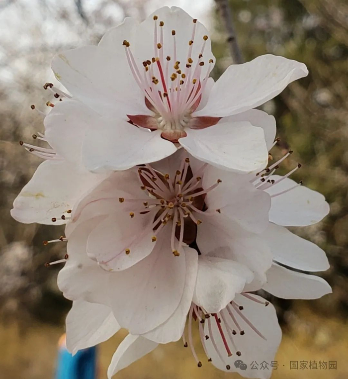 ▲中花柱型，花柱与雄蕊几乎平齐