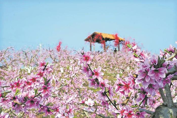 康庄桃花滩图片