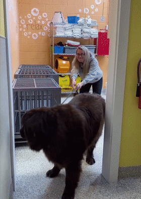 铲屎官每次都要抱着柴犬给它洗澡网友被萌化看得出来狗子很享受