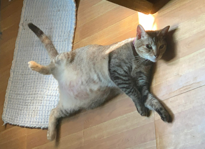 捡了只脱水小猫回家才半年就变这么大