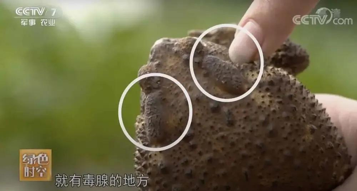 1克到0.2克左右的毒液.