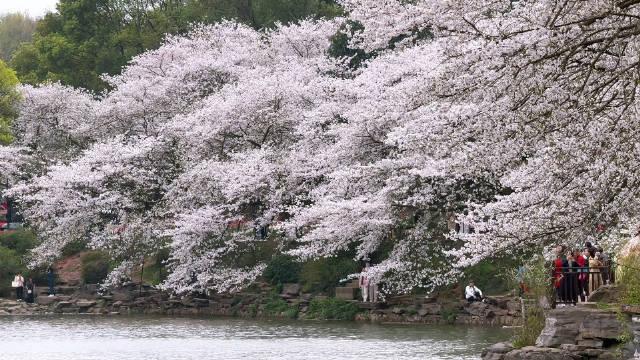 湖南植物园樱花图片