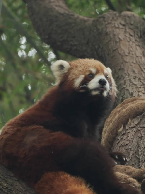 你们喜欢小熊猫吗?_手机新浪网