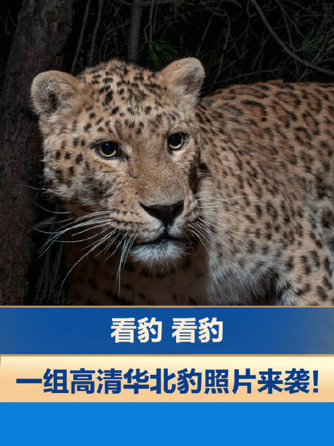 看豹看豹一组高清华北豹照片来袭