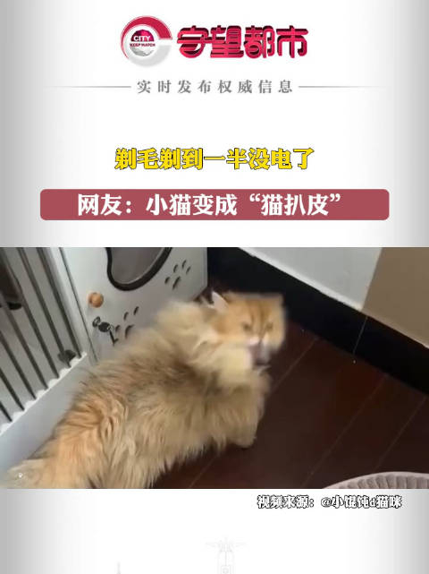 剃毛剃到一半没电了小猫变成猫扒皮