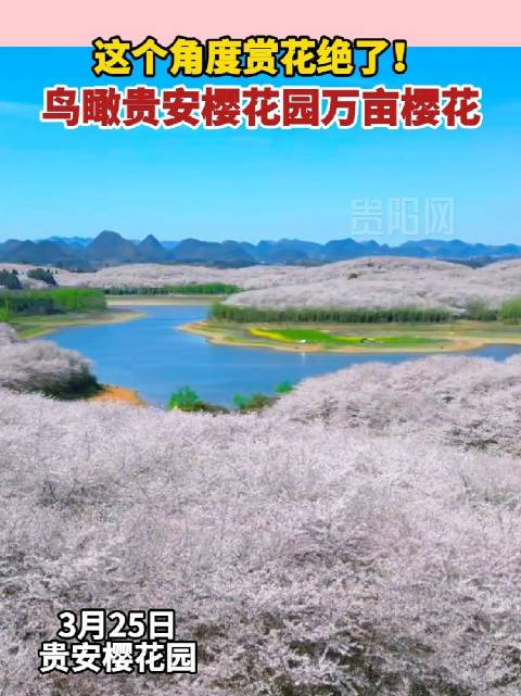 这个角度赏花绝了鸟瞰贵安樱花园万亩樱花