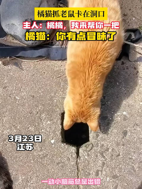 橘猫抓老鼠卡在洞口主人橘橘我来帮你一把橘猫你有点冒昧了