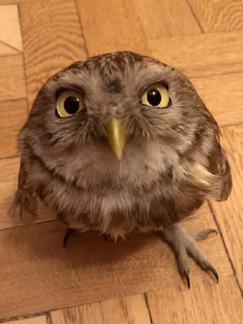 好可爱的猫头鹰宝宝