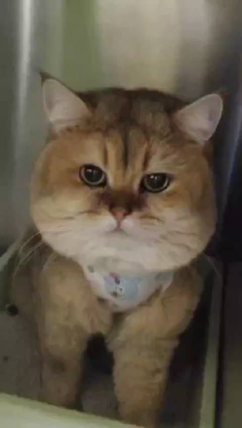 大病初愈不得不说我们家猫颜值挺高