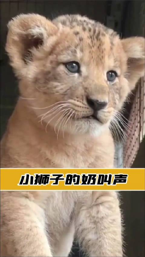 小狮子吼叫声奶声奶气的就像小猫咪一样可爱呆萌