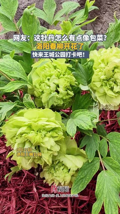 洛阳稀有绿牡丹"春柳"开花了!