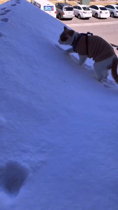猫在雪里上厕所上完脚丫冻到一直甩sapphiethepomsky