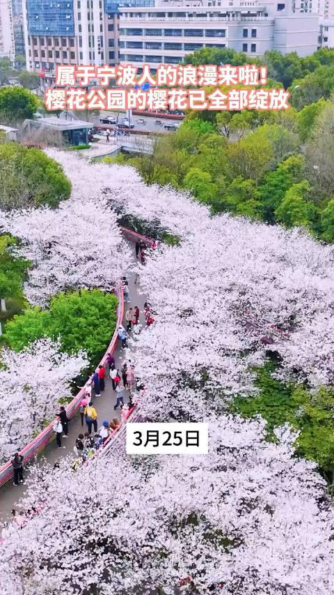 3月25日浙江宁波属于宁波人的浪漫来啦宁波樱花公园的樱花已全部绽放