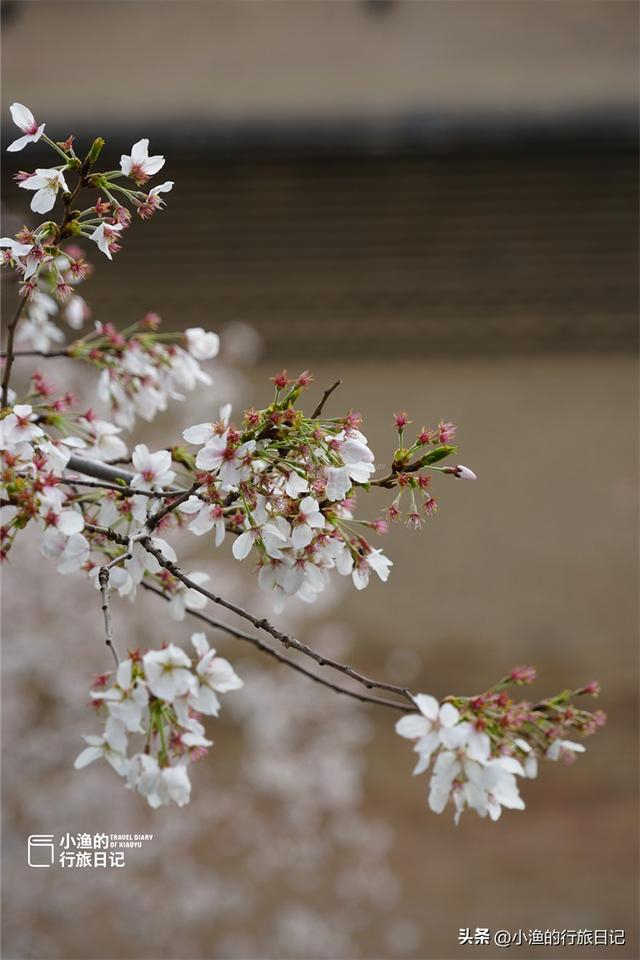 和那种粉色的,肉嘟嘟的樱花相比,"染井吉野"是花朵是白色的,更加秀丽
