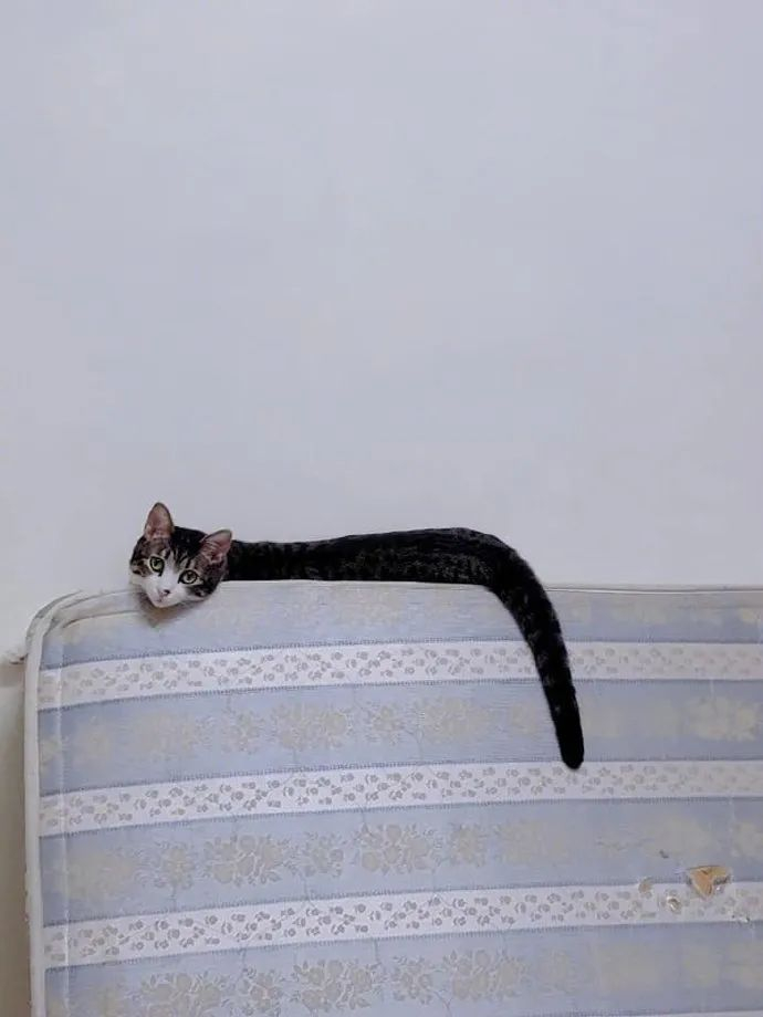 发现沙发上有条猫头蛇,差点吓到了!|猫头|猫|沙发_新浪新闻