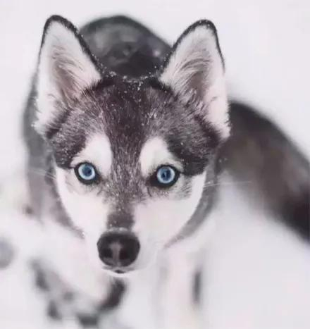 哈士奇|柴犬_新浪新闻