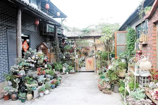 曾经的花木基地摆满盆景,等客上门,如今通过功能重塑,变身"雅舍"