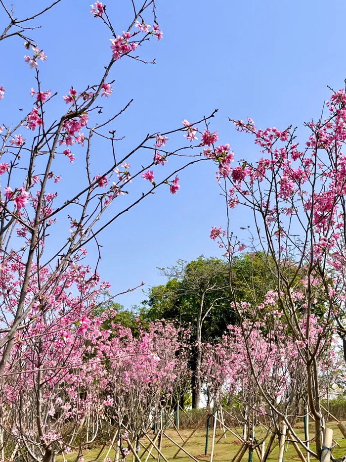 粉了粉了东莞竟藏着这些樱花秘境太美了