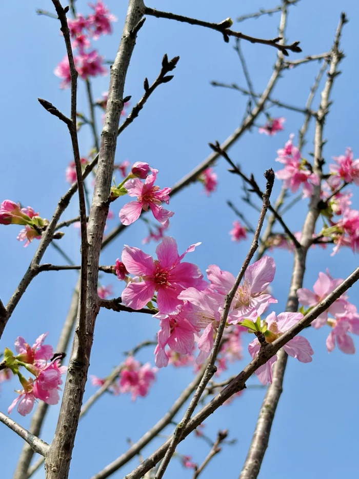 樱花|东莞|莞城_新浪新闻