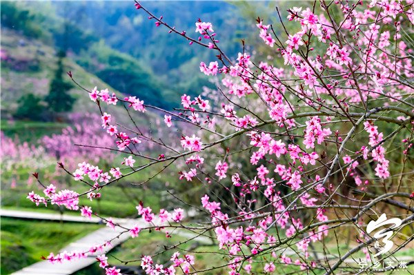 灰汤桃花节紫龙湾泉暖花香上演桃花人体彩绘秀