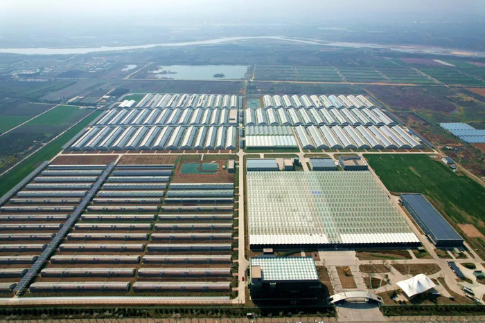 在杨凌智慧农业示范园内工人们正在栽植新一茬奶油生菜和番茄目前园区