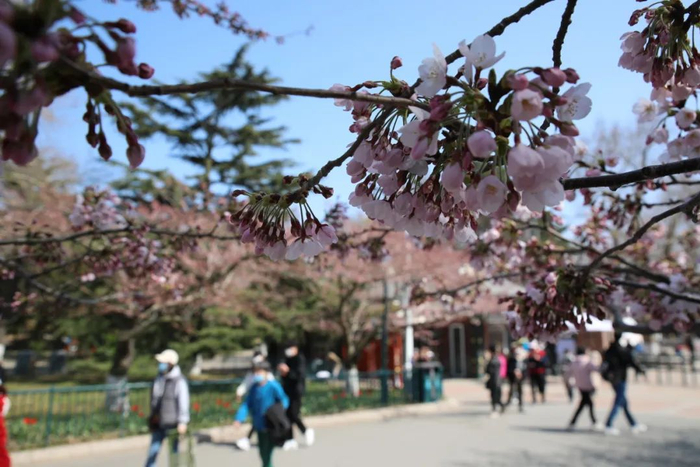 青岛这些赏樱好去处等你来→|樱花|青岛市|赏樱_新浪新闻