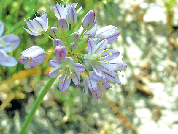 沙葱花低调盛开，清香淡雅格外娇艳。（受访者供图）